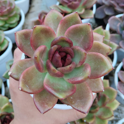 Echeveria Agavoides Red Spikes - Big Size | Rare & Unique Collector Succulent | Dramatic Color – Bare-Rooted