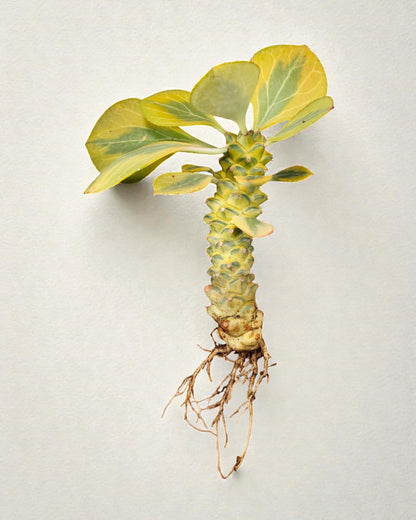 Euphorbia Monadenium Bare-Rooted Succulent - African Milk Barrel