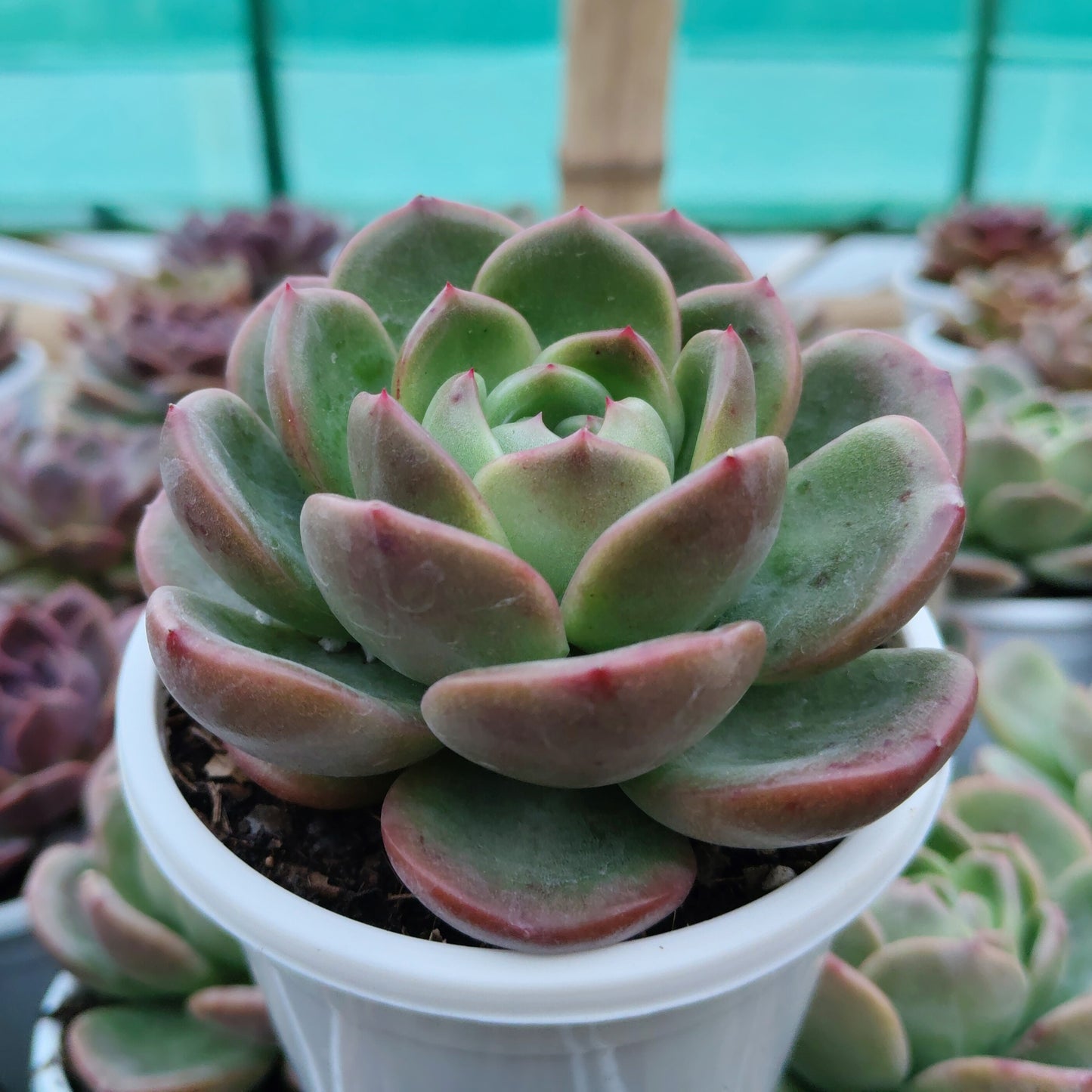 Echeveria Longissima – Rare & Unique Succulent | Big Size Premium Rosette Plant – Bare-Rooted