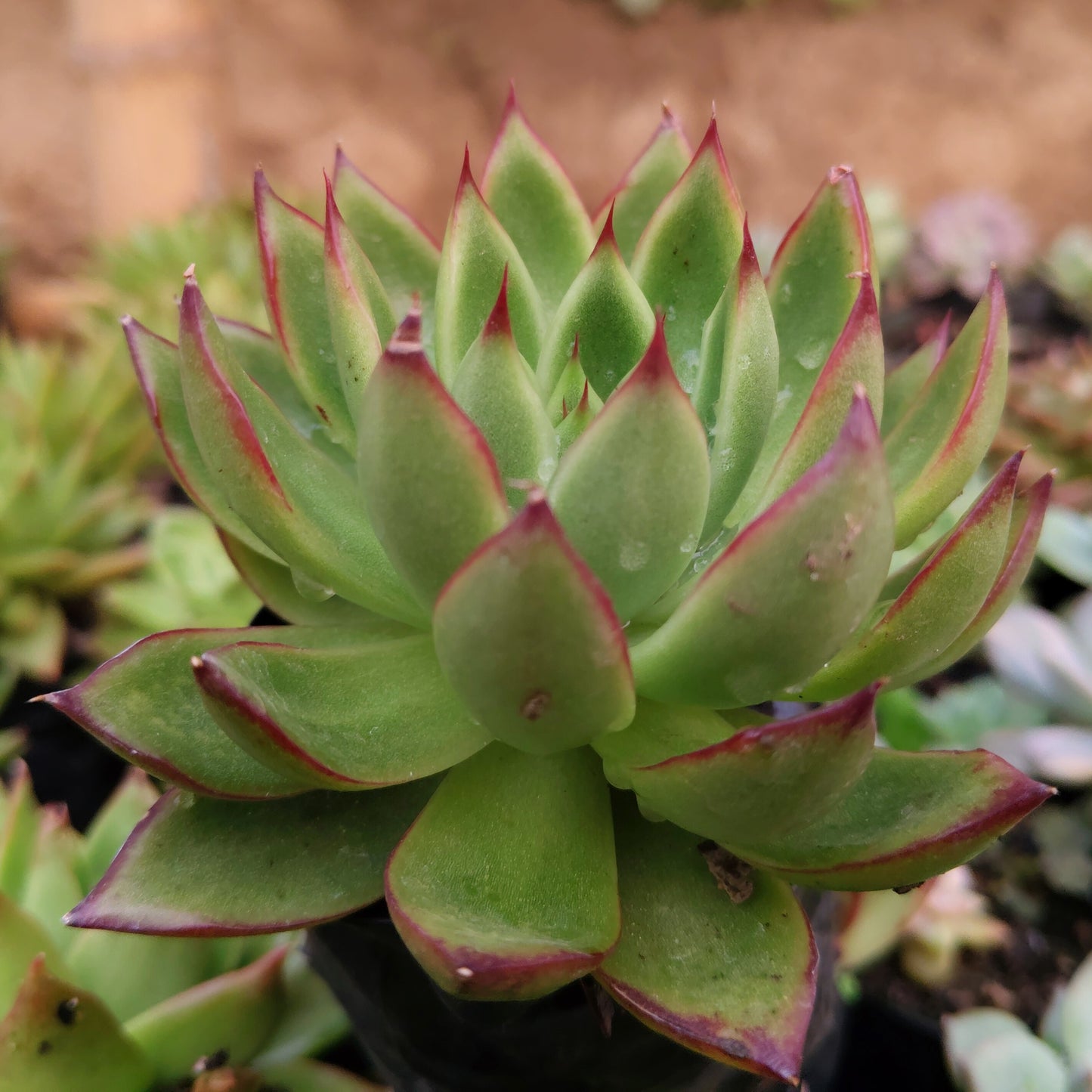 Echeveria Agavoides Pulidonis - Rare | Unique Red-Tipped Succulent – Bare-Rooted