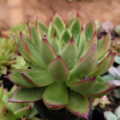 Echeveria Agavoides Pulidonis - Rare | Unique Red-Tipped Succulent – Bare-Rooted