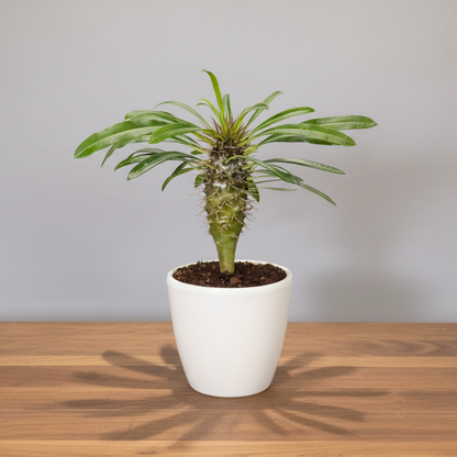 Pachypodium Lamerei - Madagascar Palm | Rare Hardy Indoor Caudex Plant | Bare Rooted
