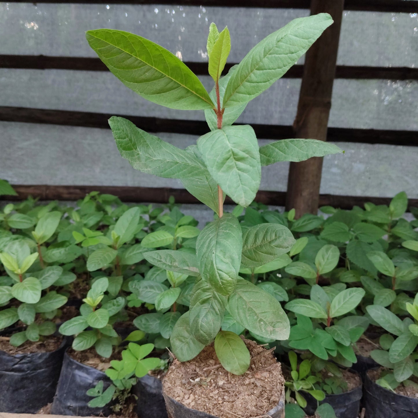 Darjeeling Guava Plant Matured Outdoor Fruit Plant 12–17 Inch | Bare Rooted