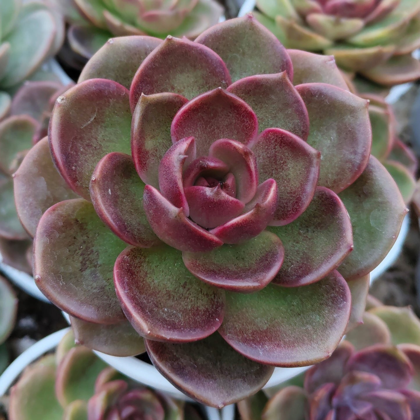 Echeveria Red Lotus - Rare Echeveria | Deep Ruby Rosette | Premium Indoor Succulent | Big Size – Bare-Rooted
