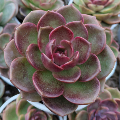 Echeveria Red Lotus - Rare Echeveria | Deep Ruby Rosette | Premium Indoor Succulent | Big Size – Bare-Rooted