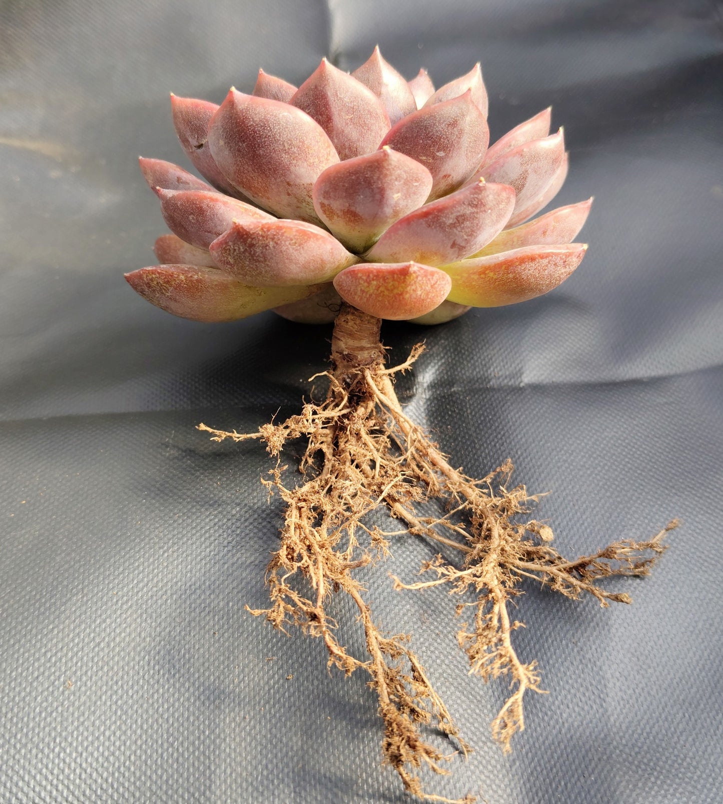 Echeveria Purple Spark – Premium Rare Violet-Toned Rosette with Bright Center Glow – Bare-Rooted