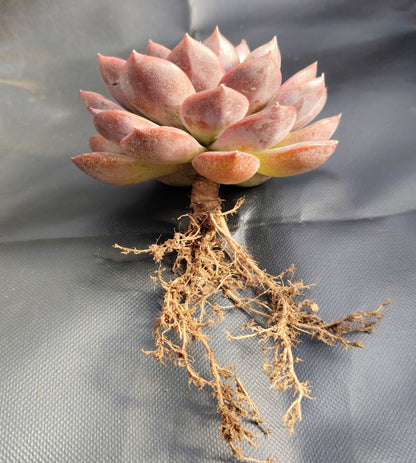 Echeveria Purple Spark – Premium Rare Violet-Toned Rosette with Bright Center Glow – Bare-Rooted