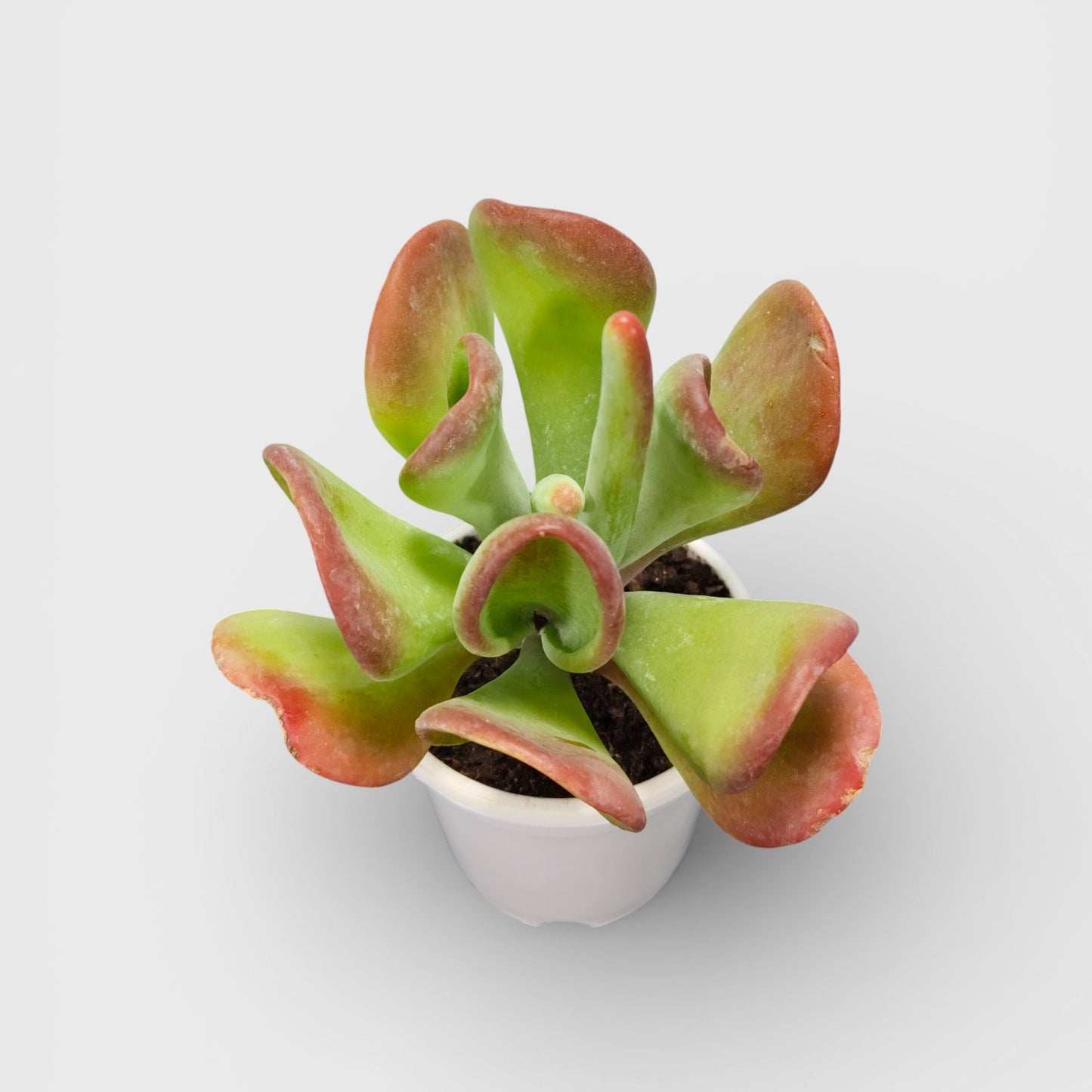 Kalanchoe Luciae Oricula – Live Mature Plant | Medium Size | Well-Rooted Succulent | Paddle Plant / Flapjack Kalanchoe – Bare-Rooted