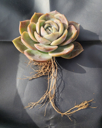 Echeveria Love of Surprise – Rare & Unique Succulent | Big Size Colorful Rosette