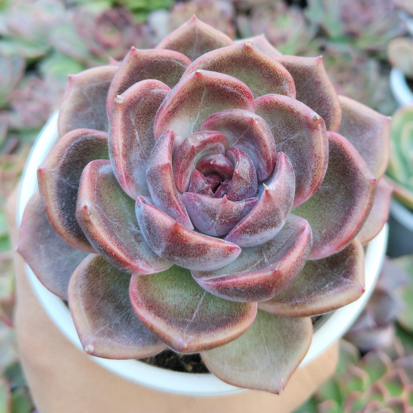 Echeveria Purple Blue Grapes – Rare & Unique Big Size Succulent Plant – Bare-Rooted