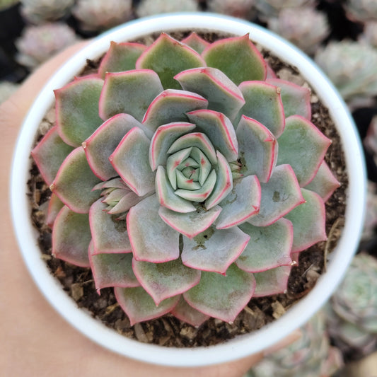 Echeveria Egeria Pink Edge - Bare Rooted | Rosette with Pink Trim
