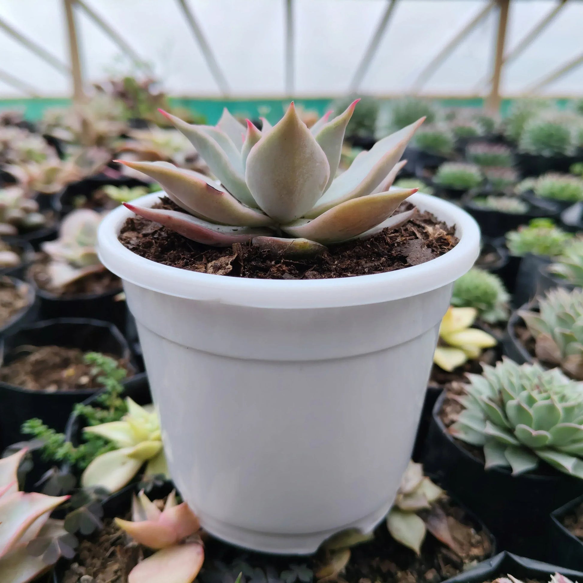 Echeveria Korean Madiba: Bare Rooted – Bare-Rooted