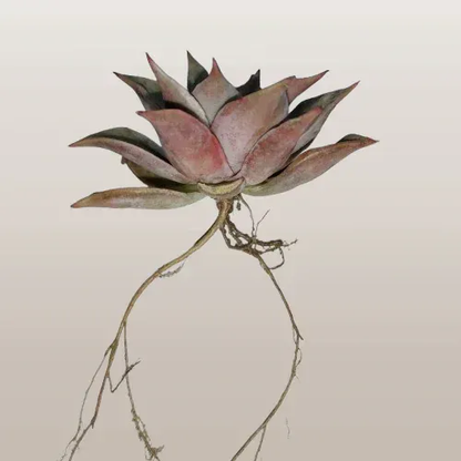Echeveria Korean Madiba: Bare Rooted – Bare-Rooted