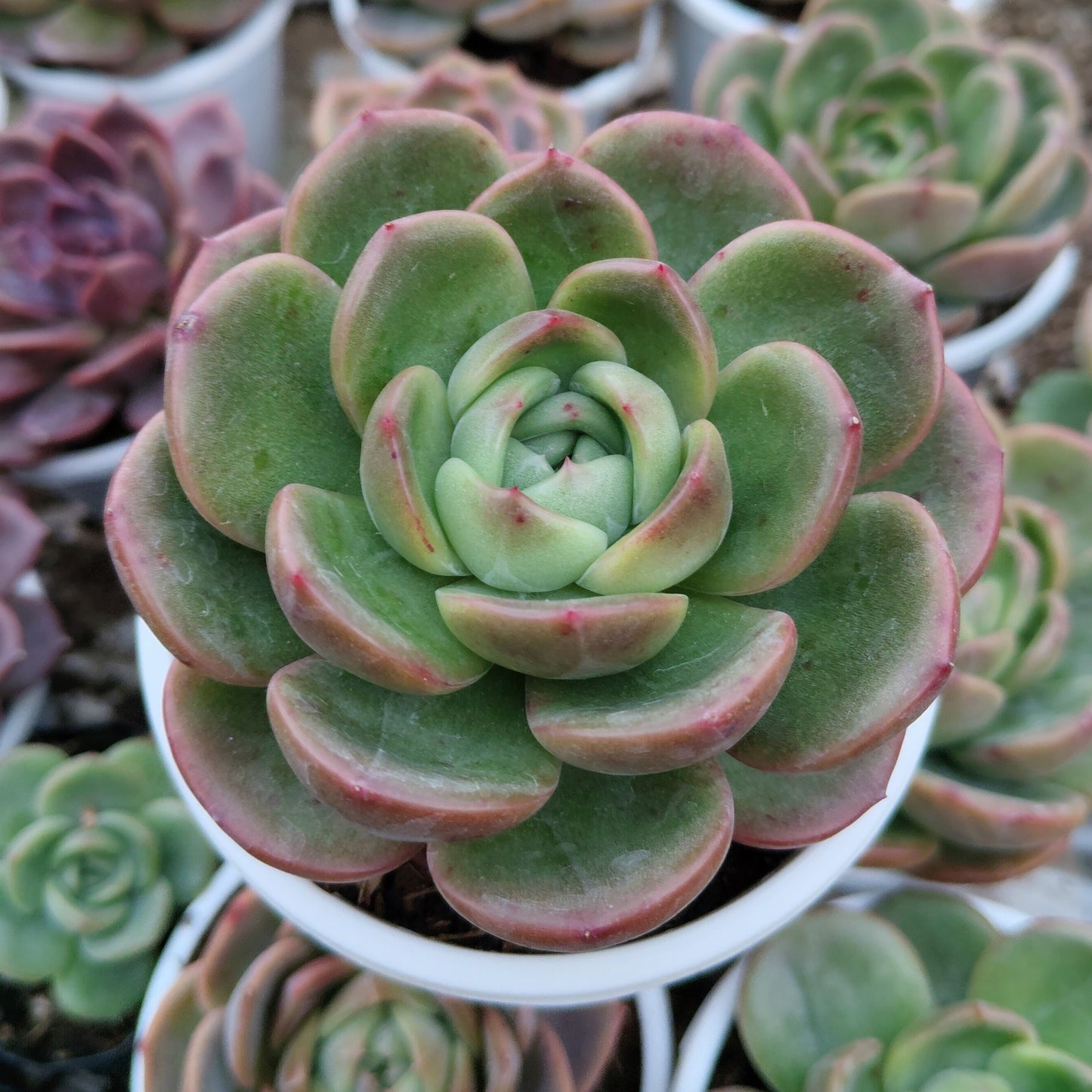 Echeveria Longissima – Rare & Unique Succulent | Big Size Premium Rosette Plant – Bare-Rooted