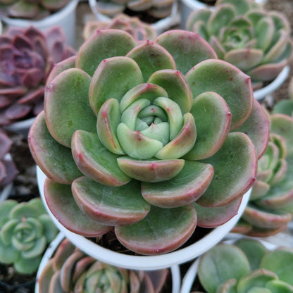 Echeveria Longissima – Rare & Unique Succulent | Big Size Premium Rosette Plant – Bare-Rooted