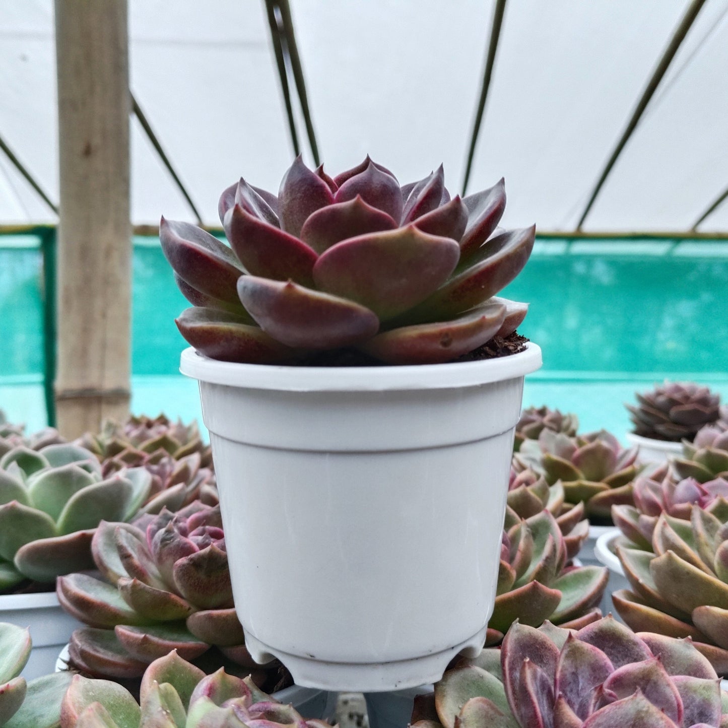 Echeveria Red Lotus - Rare Echeveria | Deep Ruby Rosette | Premium Indoor Succulent | Big Size – Bare-Rooted