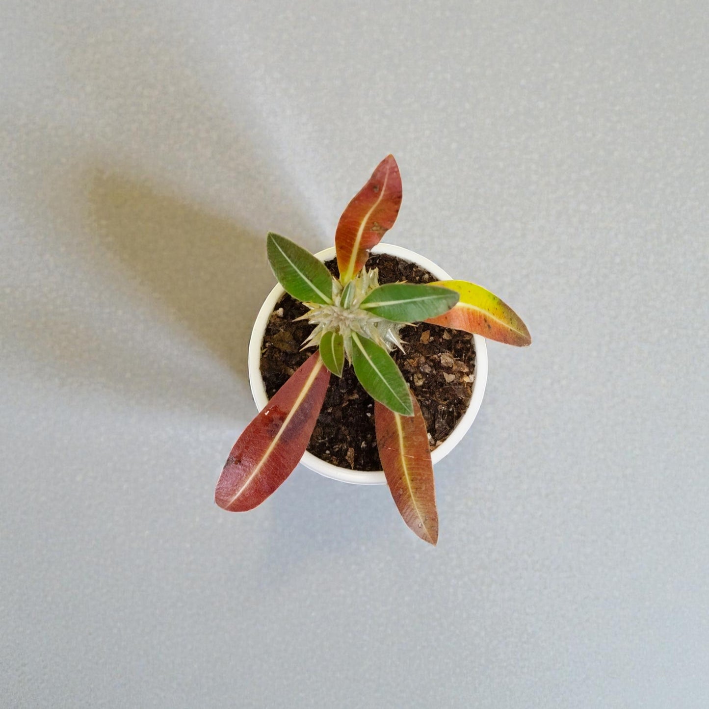 Pachypodium Horombense: Stunning Madagascar Palm for Homes and Gardens | Rare Exotic Succulent | Bare Rooted