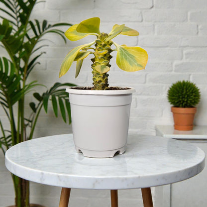 Euphorbia Monadenium Bare-Rooted Succulent - African Milk Barrel