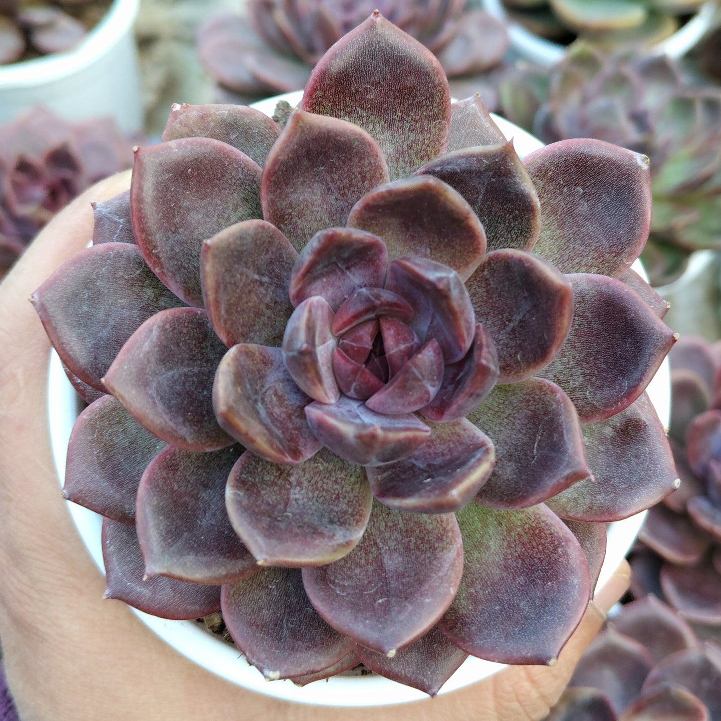 Echeveria Purple Spark – Premium Rare Violet-Toned Rosette with Bright Center Glow – Bare-Rooted