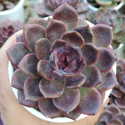 Echeveria Purple Spark – Premium Rare Violet-Toned Rosette with Bright Center Glow
