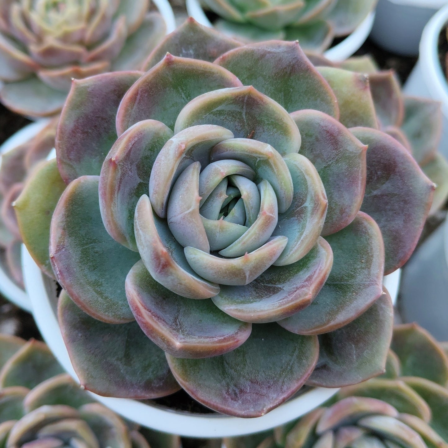 Echeveria Love of Surprise – Rare & Unique Succulent | Big Size Colorful Rosette