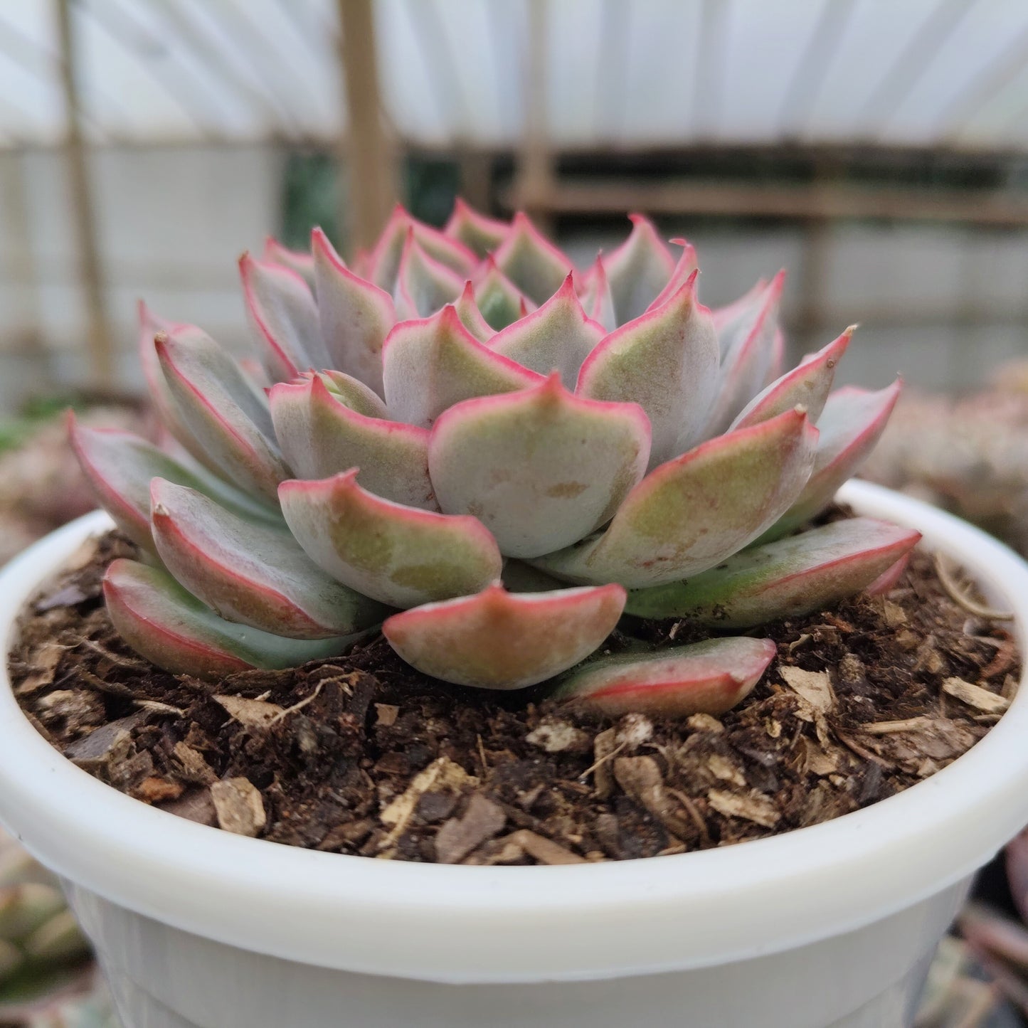 Echeveria Egeria Pink Edge - Bare Rooted | Rosette with Pink Trim