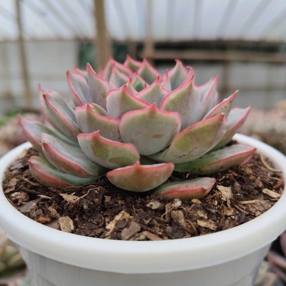 Echeveria Egeria Pink Edge - Bare Rooted | Rosette with Pink Trim