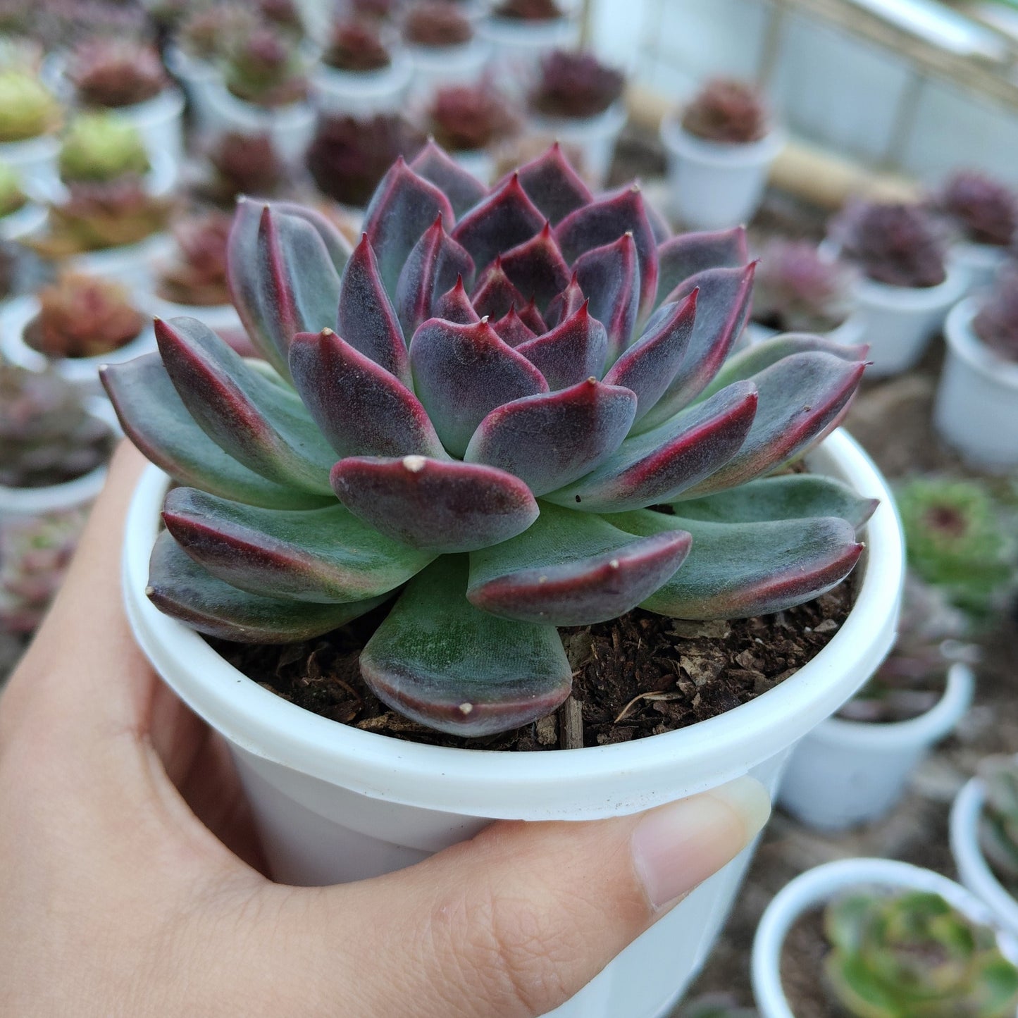 Echeveria Purple Delight – Rare Large Rosette with Soft Lilac Glow – Bare-Rooted