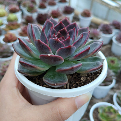 Echeveria Purple Delight – Rare Large Rosette with Soft Lilac Glow – Bare-Rooted