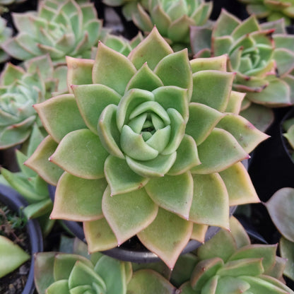 Echeveria Agavoides Ebony Bare-Rooted Hybrid - Rare Succulent | Indoor Collector Plant