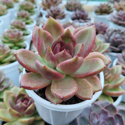 Echeveria Agavoides Red Spikes - Big Size | Rare & Unique Collector Succulent | Dramatic Color – Bare-Rooted