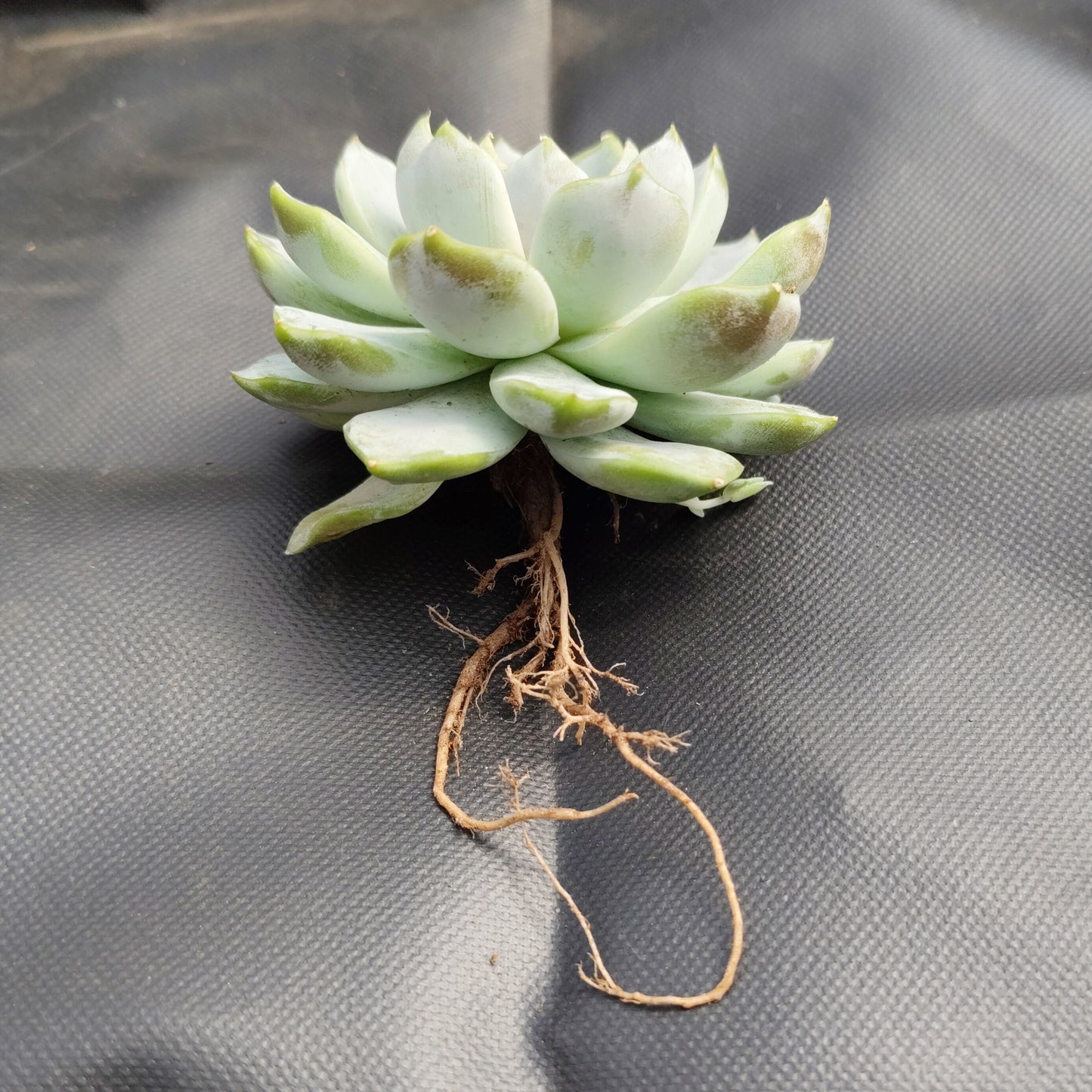 Echeveria Elegance Powdery (Imported) | Bare-Rooted – Beautiful Succulent for Home and Office