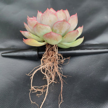 Echeveria Egeria Pink Edge - Bare Rooted | Rosette with Pink Trim