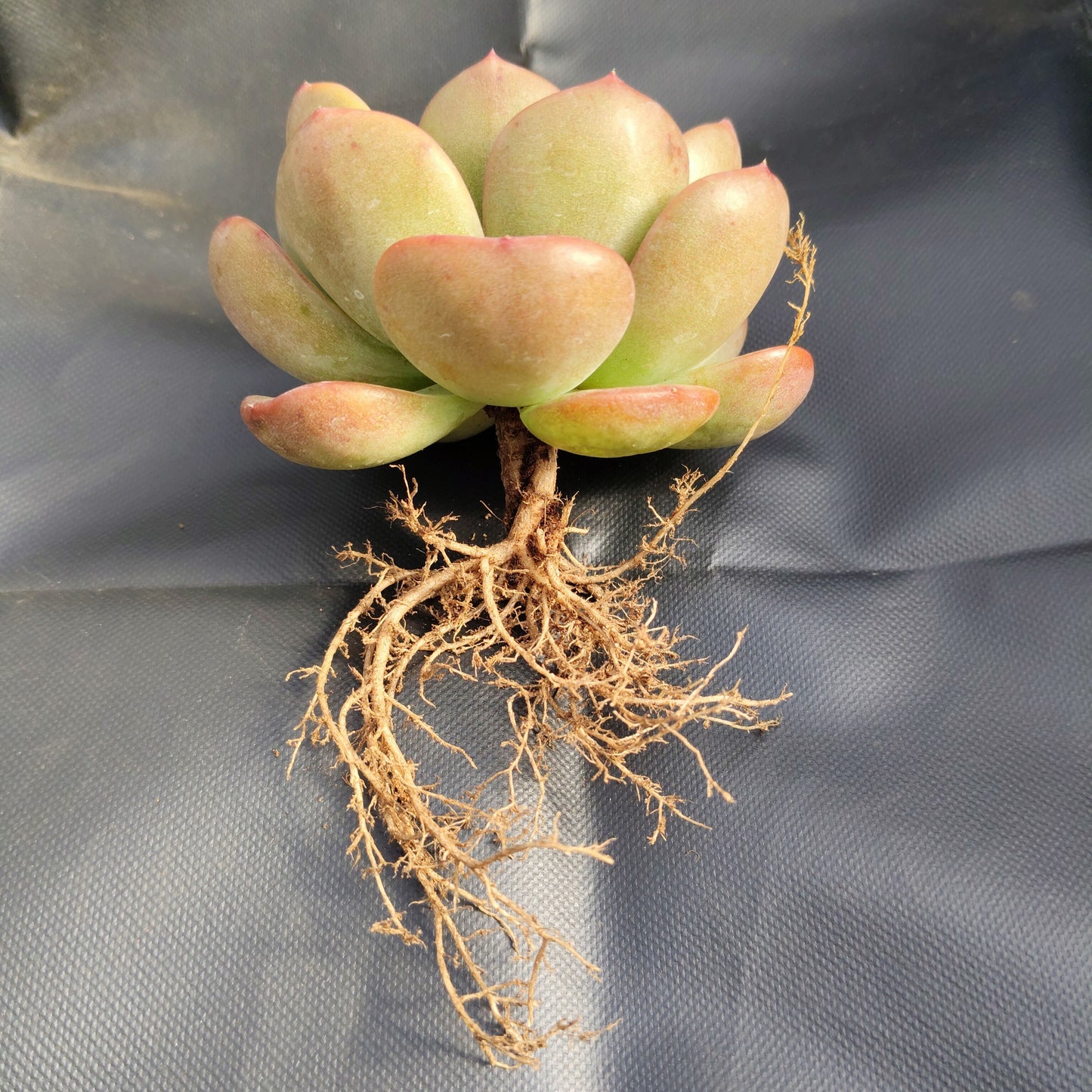 Echeveria Longissima – Rare & Unique Succulent | Big Size Premium Rosette Plant – Bare-Rooted