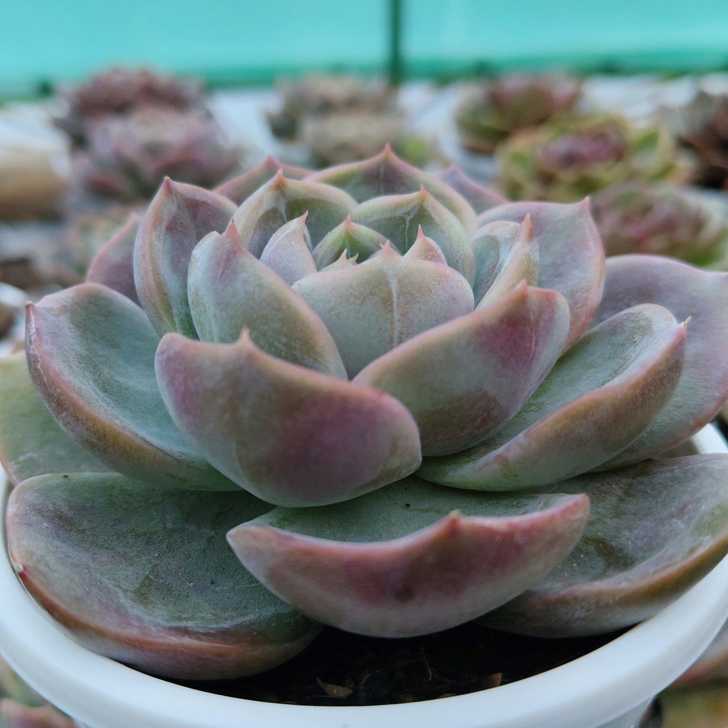 Echeveria Love of Surprise – Rare & Unique Succulent | Big Size Colorful Rosette