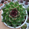 Echeveria Agavoides Amber Green | Rare & Own-Rooted – Bare-Rooted
