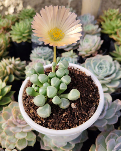 Fenestraria Rhopalophylla (Baby Toes) Succulent | Bare-Rooted – Nature’s Little Wonder
