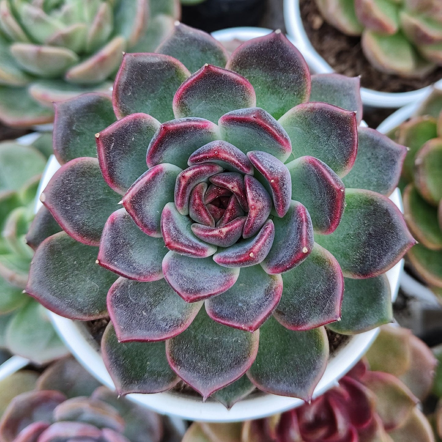 Echeveria Purple Delight – Rare Large Rosette with Soft Lilac Glow – Bare-Rooted