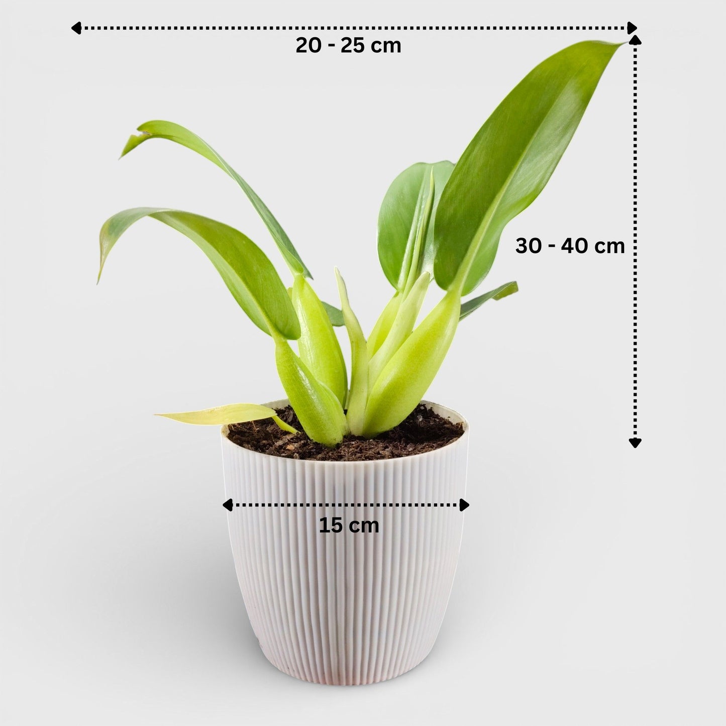 Philodendron Fat Boy (Philodendron Martianum) Bare-Rooted Plant: Low-Maintenance | Easy Care Indoor Plant