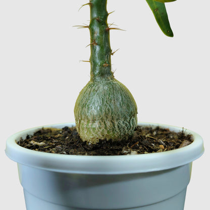 Pachypodium Succulentum: Stunning Madagascar Palm for Your Home | Fat Caudex Bonsai | Rare Exotic Succulent | Bare-Rooted