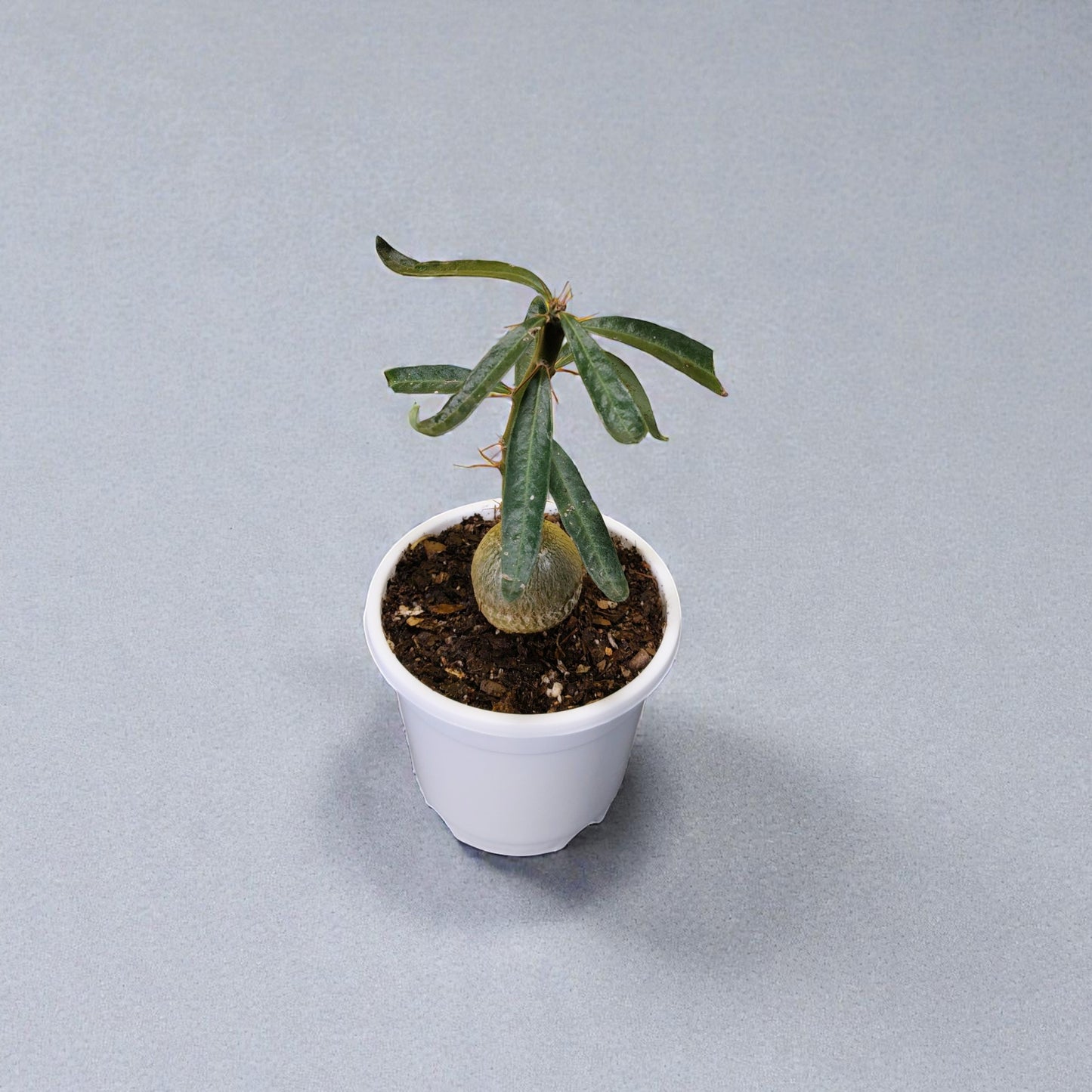 Pachypodium Succulentum: Stunning Madagascar Palm for Your Home | Fat Caudex Bonsai | Rare Exotic Succulent | Bare-Rooted