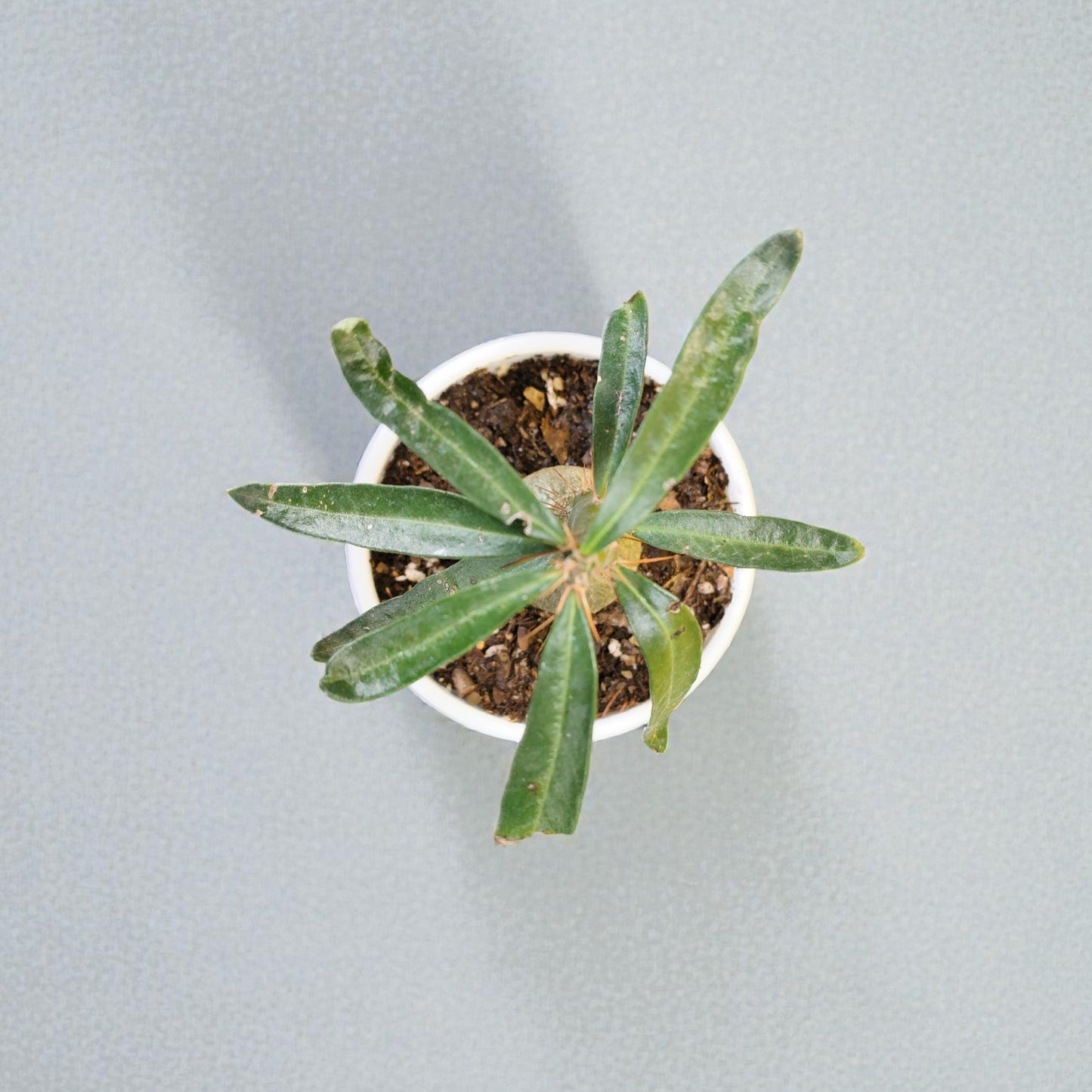 Pachypodium Succulentum: Stunning Madagascar Palm for Your Home | Fat Caudex Bonsai | Rare Exotic Succulent | Bare-Rooted