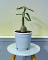 Pachypodium Succulentum: Stunning Madagascar Palm for Your Home | Fat Caudex Bonsai | Rare Exotic Succulent | Bare-Rooted