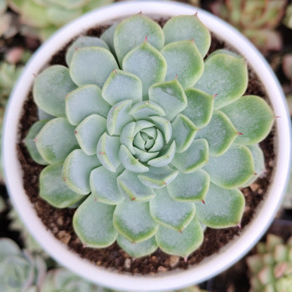 Echeveria Alfred Hybrid - Bare Rooted | Succulent for Home Decor
