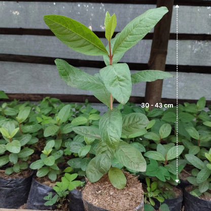 Darjeeling Guava Plant Matured Outdoor Fruit Plant 12–17 Inch | Bare Rooted