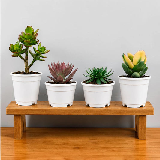 4 Different Succulent Plants Combo | Laxmi Kamal, Crassula & Graptoveria