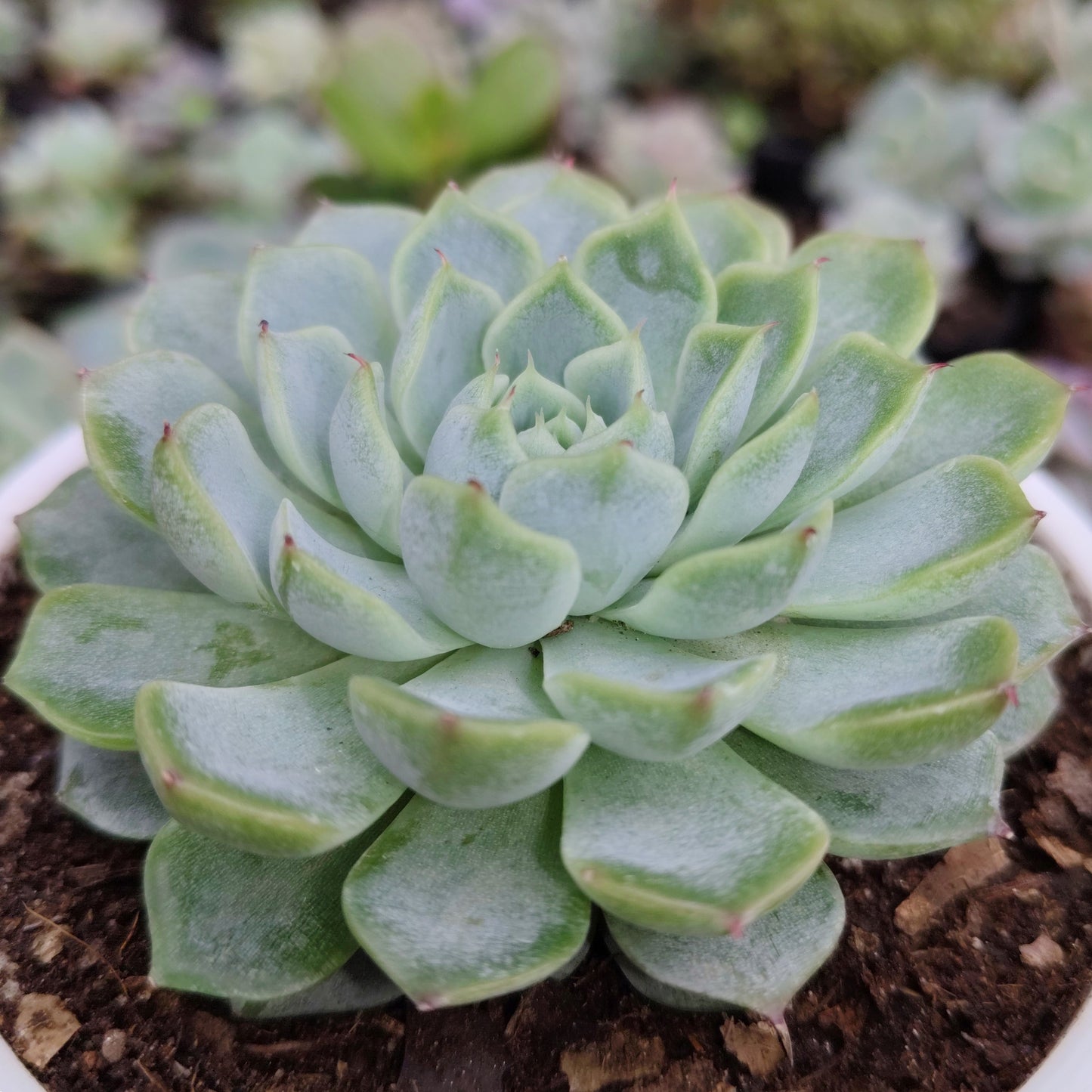 Echeveria Alfred Hybrid - Bare Rooted | Succulent for Home Decor