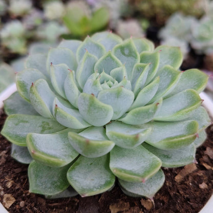 Echeveria Alfred Hybrid - Bare Rooted | Succulent for Home Decor