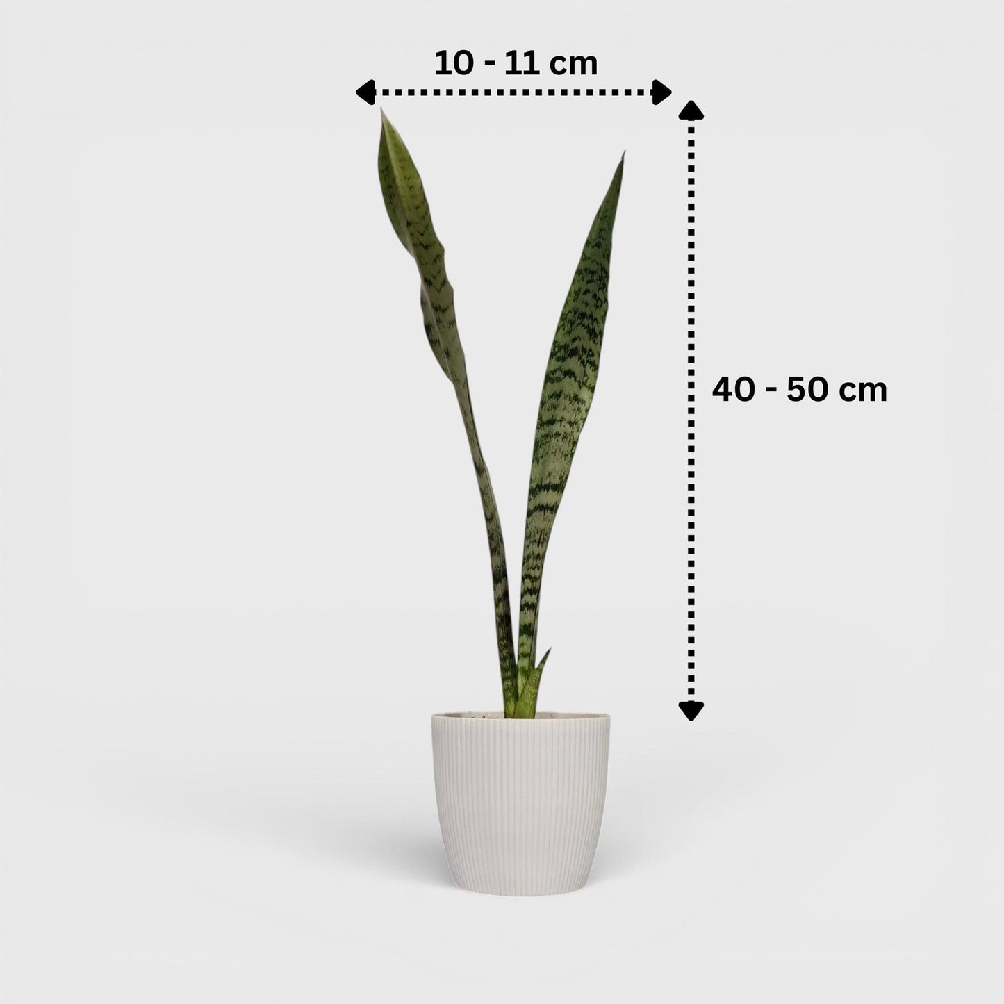 3ft snake plant Buy Sansevieria Zeylanica Online India