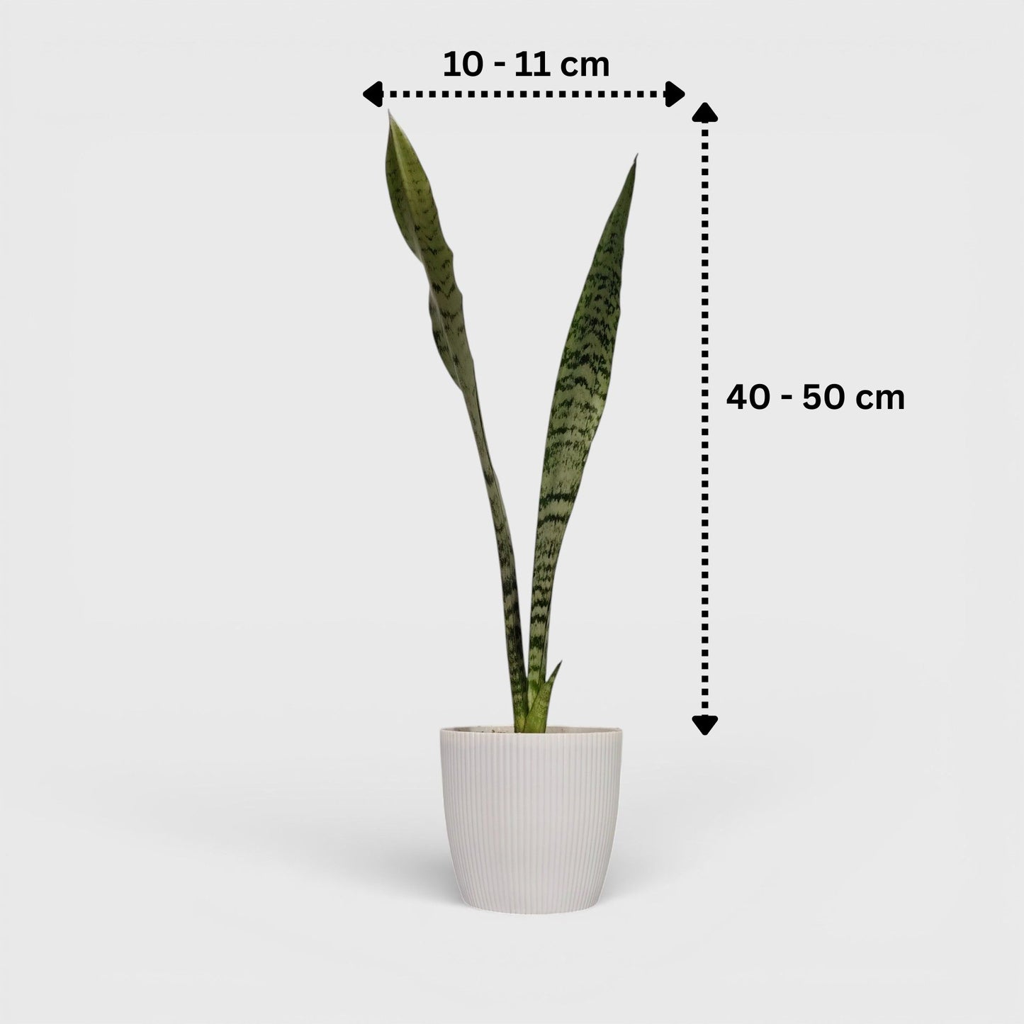 Sansevieria Zeylanica Tall Air Purifying Snake Plant | Bare Rooted